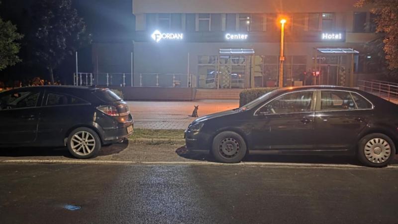 Furcsa látványra lett figyelmes a pécsi belvárosban sétáló közönség: egy ragadozó állat tűnt fel az utcákon. De vajon melyik különleges lény lehet ez? (VIDEÓ)