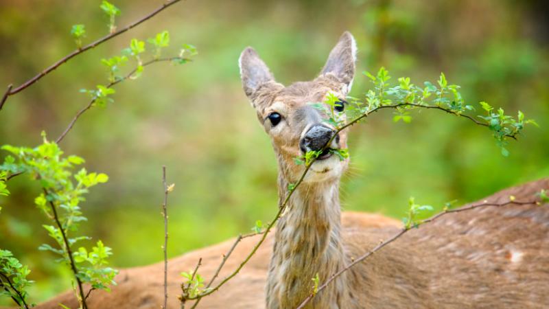 Megdöbbentő hír érkezett: végleg eltűnt ez a növény a magyar erdők varázslatos világából.