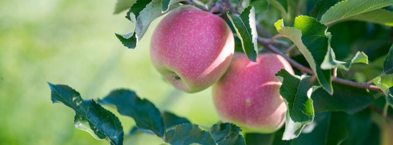 Történelmi mélyponton: Veszélyben a hazai almatermesztés jövője?