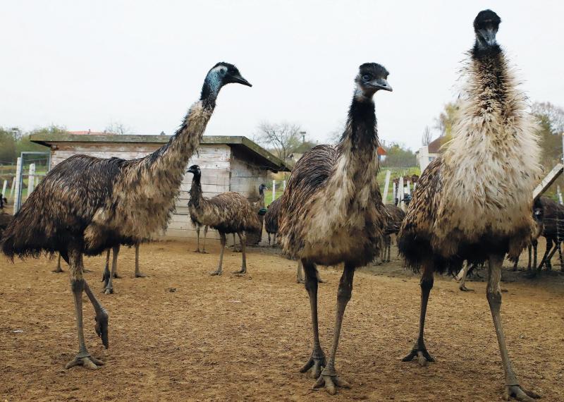 Európa legnagyobb emufarmja: a szenvedélyből született üzletág

A Magyar Mezőgazdaságban bemutatott emufarm nem csupán egy hobbiprojekt, hanem egy komoly vállalkozás, amely a madarak iránti szeretetből nőtte ki magát. Az emuk, ezek a különleges, nagytestű