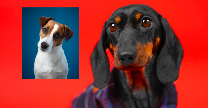 Jack Russell és tacskó szülők: A világ odáig van ezekért a kis csodákért - Képek!