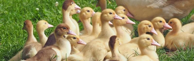Ha a baromfiállomány hiányzik, akkor a madárinfluenza terjedése sem fenyegeti őket. Az állam anyagi támogatást nyújt a gazdálkodóknak, amennyiben felfüggesztik a termelési tevékenységüket.