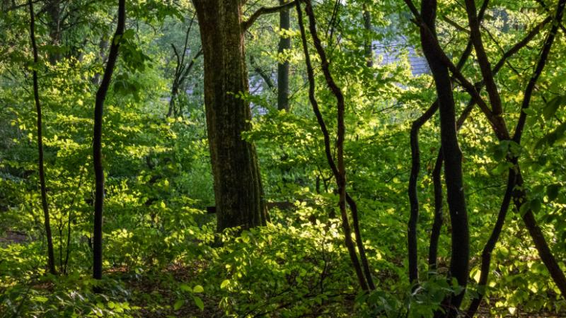 Lenyűgöző, ami hazánkban történik: úgy tűnik, hogy hamarosan az erdők fogják uralni a tájat! - Agrárszektor