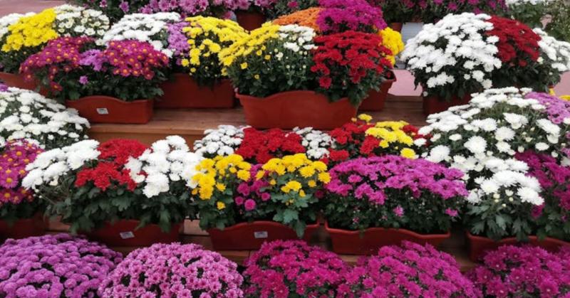 Fedezd fel az ősz varázslatos virágait: a krizantém színes szépsége, a dália pompája és a fekete tulipán titokzatos eleganciája – mind-mind a kert igazi gyöngyszemei.