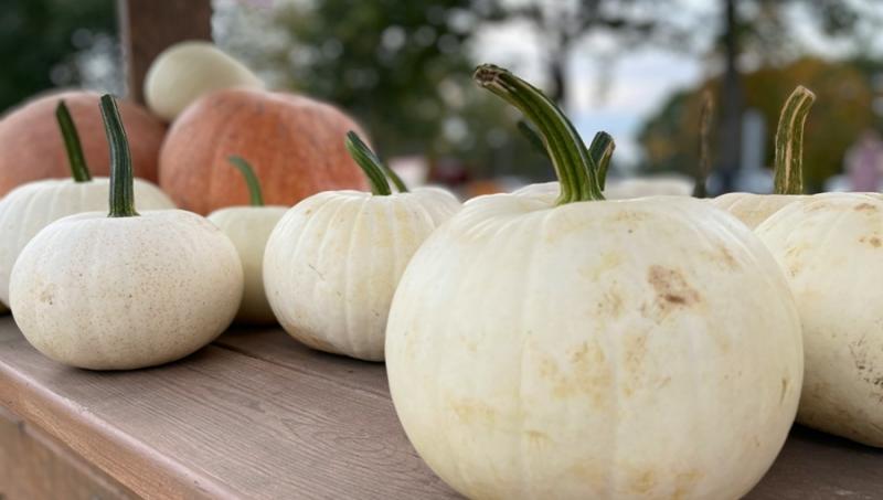 Varázslatos hétvége Kőröshegyen – az ősz színekkel és mesékkel teli világába kalauzol minket.