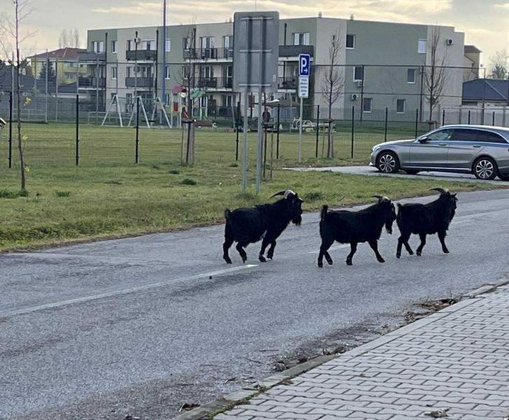 Dunaszerdahely hangulatos utcáin már felfedezőútra indult a három fekete kecske, akik játékosan ugrándozva járják be a város rejtett zugait.