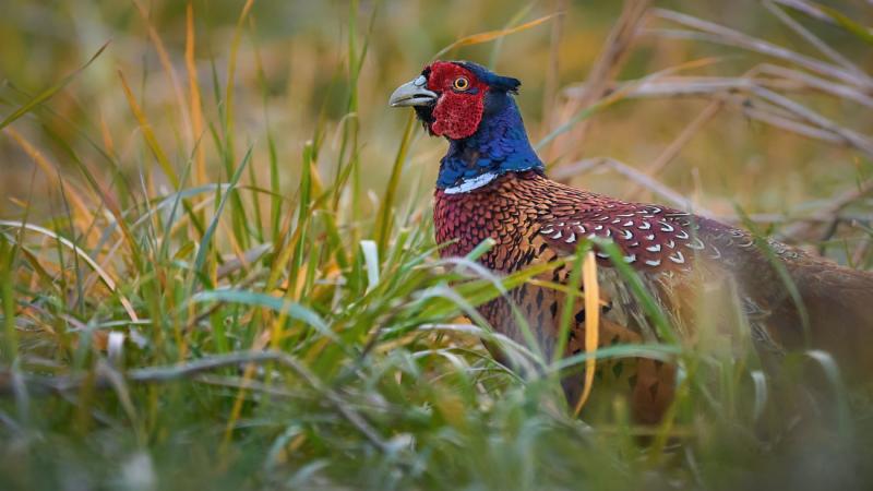 Egy különös baleset következtében egy nő tragikus módon életét vesztette, miután egy fácán okozott neki súlyos sérüléseket. Az eset felhívja a figyelmet arra, hogy a vadon élő állatok találkozása az emberekkel néha váratlan következményekkel járhat.