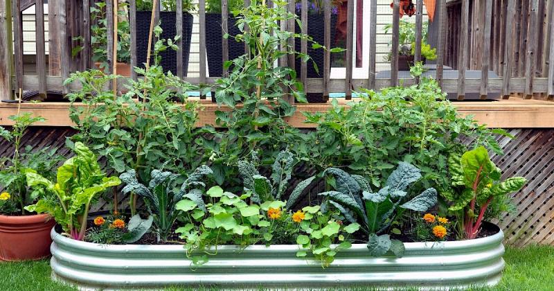 Ezekben a vármegyékben bontakozhat ki igazán a zárkertek piaca.