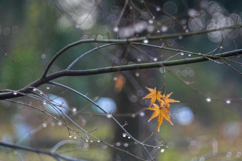 A következő két hét során szinte minden napra várható csapadék, ami változatos időjárást hozhat magával. | Krónika